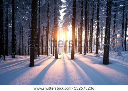 Sunset in the wood between the trees strains in winter period Royalty-Free Stock Photo #132573236