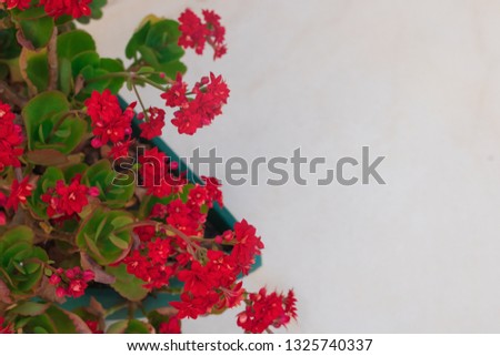 Spring background with Brazil red flowers perfect for spring 2019 concepts layouts.
