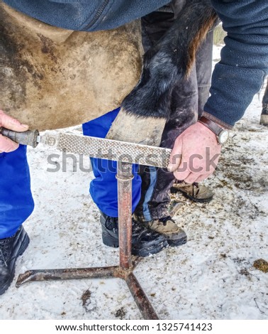 Blacksmith hands  fits a horse shoe to horse hoof with a rasp.