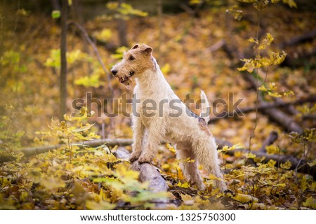 Wire-haired fox terrier autumn Royalty-Free Stock Photo #1325750300