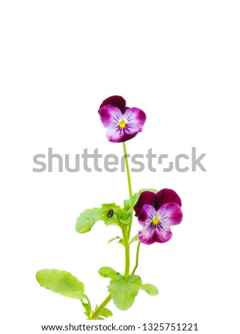 macro closeup of pretty purple viola pansy flowers isolated on white with space for text