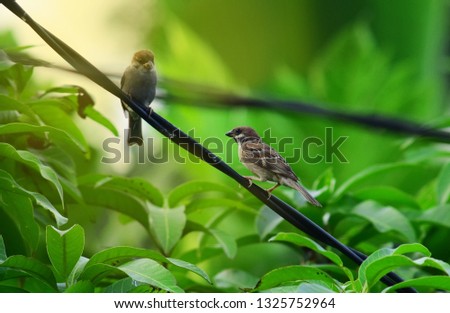 Sparrows hang out on tree branches
