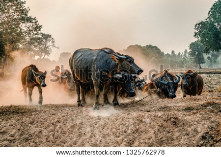 A picture of a buffalo buffalo entering the stall