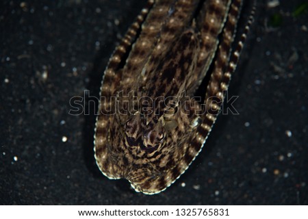 A Mimic octopus (Thaumoctopus mimicus) is a bizarre creature capable of imitating the shape and behavior of other marine organisms. They are found most often in sandy slopes in Indonesia. 