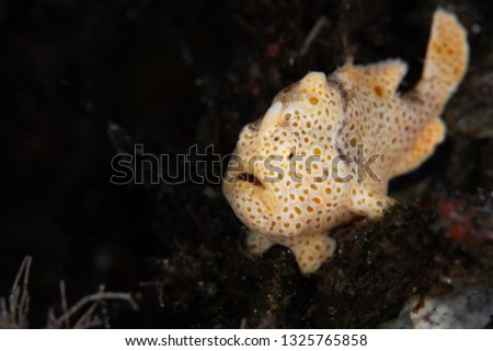 Painted frogfish baby (Antennarius pictus)