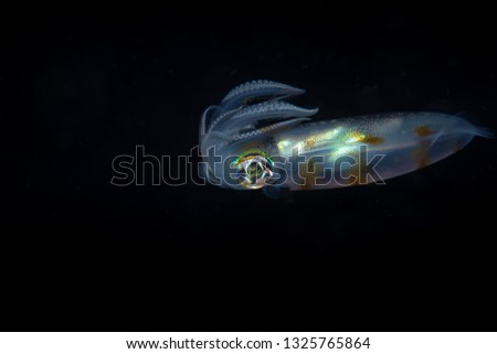 Squid on black background, Night dive in Myanmar