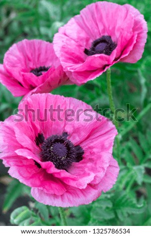 Fresh beautiful pink poppies on green field. Bright blurred background. Floral background. Shallow depth of field