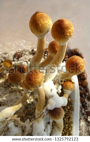 Psilocybe cubensis, magic mushrooms