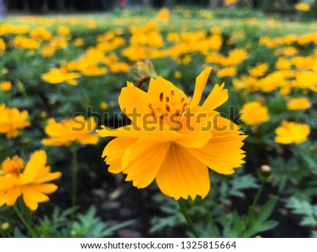 Bangkok,Thailand : 2018,October 15 : The picture of  The blooming yellow flower in the garden with blurred background