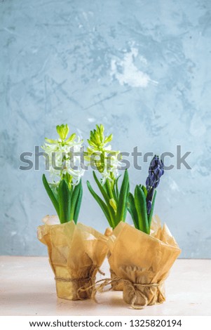 Two white hyacinths and blue hyacinth in pots on pink and blue concrete surface background. Minimalism, copy space for you text Happy Easter, Mothers day, birthday, wedding marriage festive background
