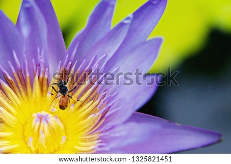 Bee on pink lotus in pond, blooming in the morning with ray of sun light, beautiful flower use for wallpaper background