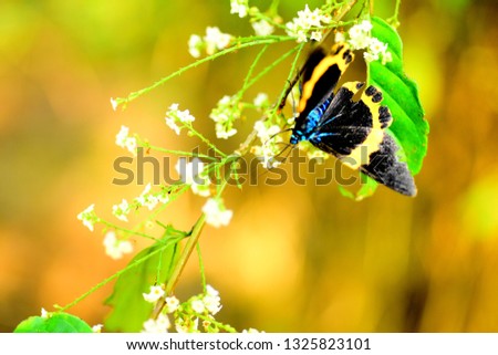 Beautiful butterfly dancing in the forest