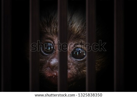 smuggling of animals. Photomontage of young monkey inside a wooden cage, mistreatment of exotic birds. Royalty-Free Stock Photo #1325838350