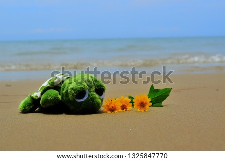 Little turtle doll on the coast