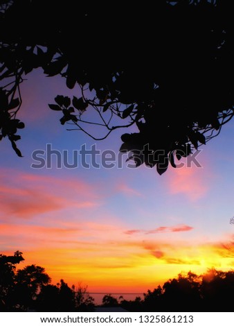 photo background beautiful sunrise in the morning with plant silhouettes