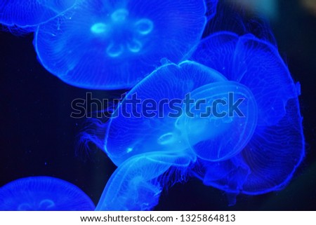 Abstract Jellyfish Aquarium Photo
