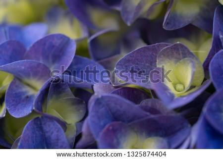 gorgeous colorful blooming  flower 
hydrangea from fresh garden for delighted and attractive environment. Detail of hydrangea petal purple sweet for background