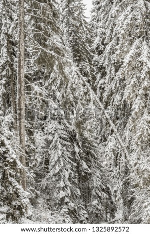 Beautiful winter landscape - pure white snow on the branches of evergreen trees in coniferous mountain forest. Snowy weather conditions. Natural snowy tree texture. Vertical frame picture.
