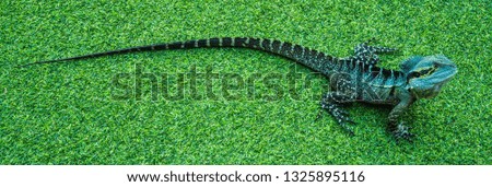 Dragon Lizard on neat green grass, poster