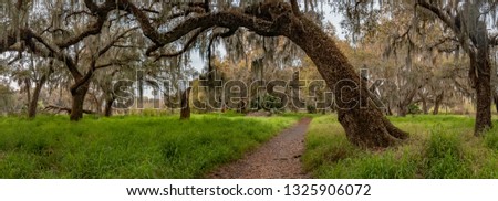 Mossy Oak Trees in Florida 