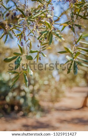 Close up Texture of Olive Tree Branch and Leaves from Apulia, Southern Italy