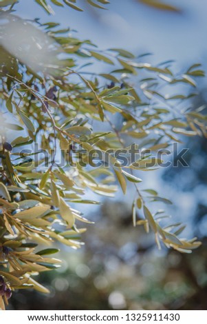 Close up Texture of Olive Tree Branch and Leaves from Apulia, Southern Italy