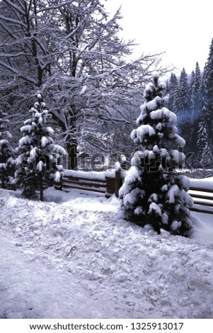 Photo of winter landscape with fir-trees which can be good picture for New Year and Christmas card.