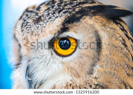 Beautiful Owl close up. Owl eyes. Background.