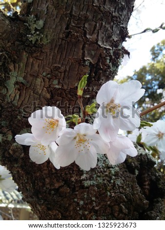 Cherry blossom tree in Tokyo,Japan