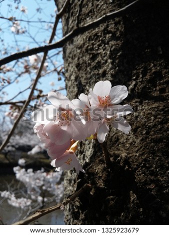 Cherry blossom tree in Tokyo,Japan