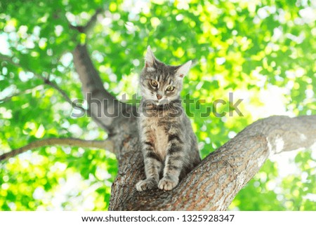 beautiful cute tabby kitten sitting high on a tree with bright lush foliage in a sunny summer garden