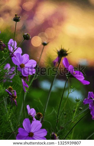 beautiful cosmos flower blossom on sparkle background