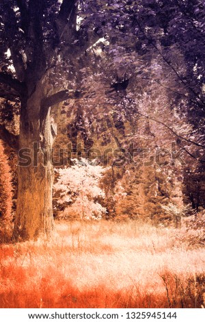 An infrared filtered textured photo of an area of ancient woodland in the UK