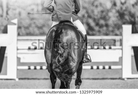 Horse horizontal black and white banner for website header, poster, wallpaper, monochrome design. Rider in uniform perfoming jump at show jumping competition. Blur sunlight trees as background.