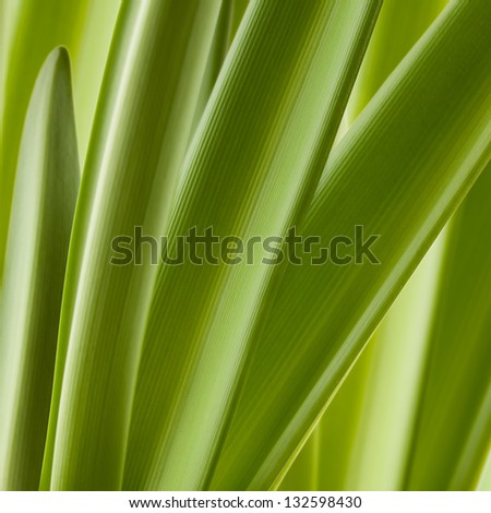 Green fresh leaf background