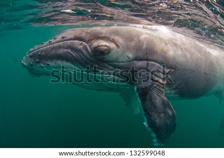 A humpback whale calf swims in the Indian Ocean Royalty-Free Stock Photo #132599048