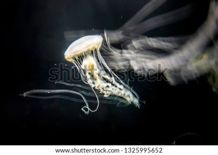 Chrysaora pacifica, poisionous jellyfish swimming in motion 