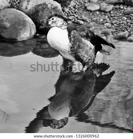 A picture of an African Comb duck in monochrome