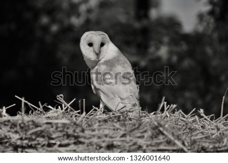 A picture of a Barn Owl in Monochrome