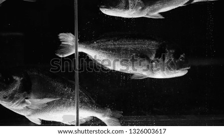 Three fishes 