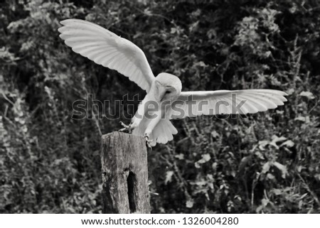 A picture of a Barn Owl in Monochrome in flight