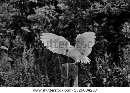 A picture of a Barn Owl in Monochrome in flight