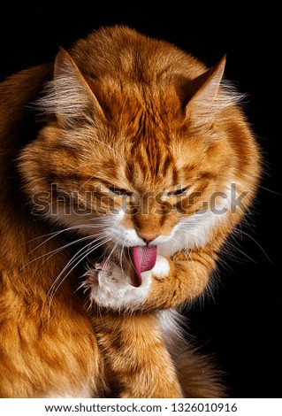 red cat licks his paw on a black background