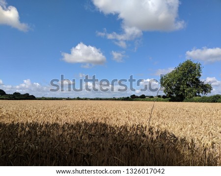 Wheat field ripening under a big blue summer sky full of fluffy white clouds in Warsop, Nottinghamshire, UK