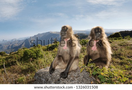 Close up of Gelada monkeys sitting in Simien mountains, Ethiopia.