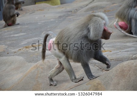 Wild Hamadryas baboon, zoo of Frankfurt (Germany)
