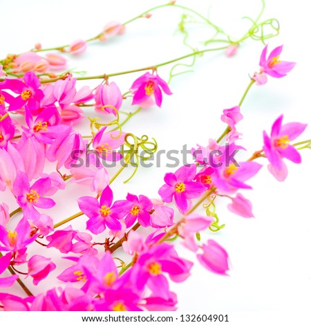 Antigonon leptopus or Pink Coral Vine isolated on a white background
