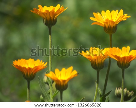 Marigold (Calendula officinalis) flowers on the blurred green background. Close up, selective focus