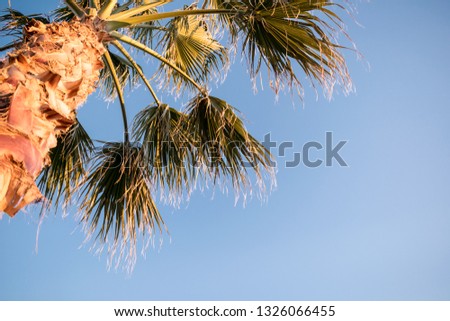Palm tree crown in the left upper corner.  Clear blue sky background, copy space.