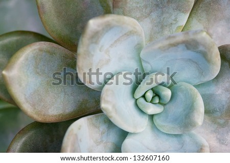 Succulent, green cactus flower background